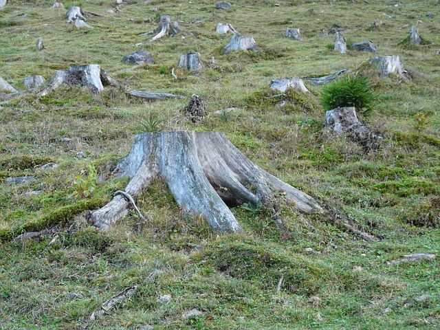 logging